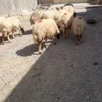 یازده میش سالم و درجه یک|حیوانات مزرعه|کرمانشاه, |دیوار