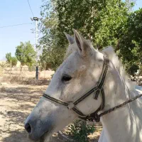 اسب ماده عرب۷ساله