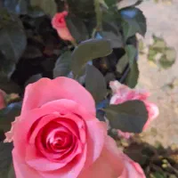 کارگر ساده گلخانه