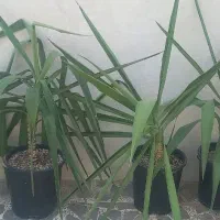 یوکا