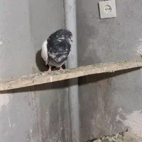 کبوتر ماده کله دم سبز نوک ریز|پرنده|کبودرآهنگ, |دیوار