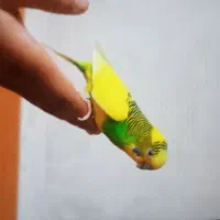 مرغ عشق ۱۰۰|پرنده|پاکدشت, شهرک امام رضا|دیوار