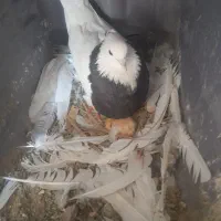 فروشی دوتاش ۲۵۰۰تومن|پرنده|کهنوج, |دیوار