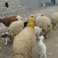 فروش 7عدد میش بره جوان