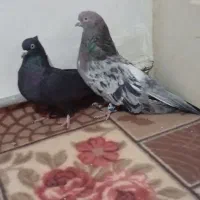 اگه کفتر بازی حتما نگاه کن|پرنده|اسلامشهر, چیچکلو|دیوار