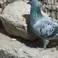 کفتر یا کبوتر