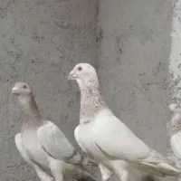 سار کاکلی