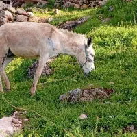 خرمادیون پر