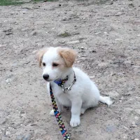 میکس پامر و اشتپیز|سگ|گرگان, |دیوار