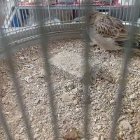 سهره قناری نر