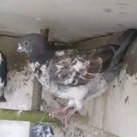 کفتر لبنانی