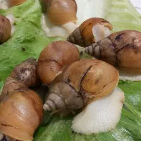 حلزونه|خزنده|تهران, مشیریه|دیوار