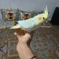 عروس هلندی جوانه معاوضه با نر بالغ وحشی