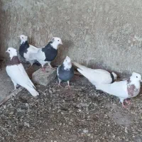 توقی طوقی کبوتر پرنده|پرنده|نجف‌آباد, قلعه سفید|دیوار