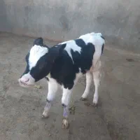 گاو گوساله‌تلیسه‌سیمنتال‌شیری