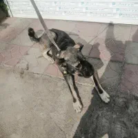 واگذاری یک قلاده سگ سراب نر|سگ|هشتگرد, فاز ۲ مهستان|دیوار