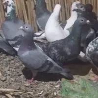 هفتده عدد کفتر خوب و سالم