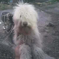 سگ پاپی