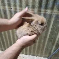 بچه خرگوش لوپ|موش و خرگوش|تهران, مشیریه|دیوار