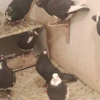 دسته پلنگ همه خاص و عاص|پرنده|کرمان, |دیوار