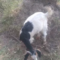 بزابستن وزاییده فروشی..|حیوانات مزرعه|جیرفت, |دیوار