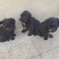 سگ شیدزو|سگ|خمینی‌شهر, |دیوار