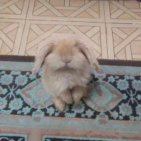 خرگوش لوپ نر