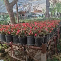 مناسب پرورش گل و گیاه و گلخانه.