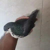 گلی وزاغ ریشی|پرنده|زرند, |دیوار