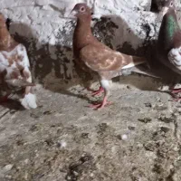 کارل میولمنز|پرنده|گنبد کاووس, |دیوار