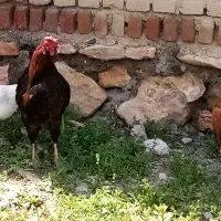 ۱ عدد خروس روستایی اصل و یکعدد تزینی