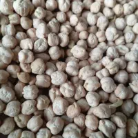 نخود بذری درجه یک|خوردنی و آشامیدنی|قروه, |دیوار