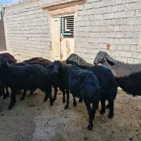بره نر قره قزل اصل|حیوانات مزرعه|شاهین دژ, |دیوار