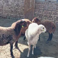 4عددبره ماده هتروبزرگ|حیوانات مزرعه|سرولایت, |دیوار