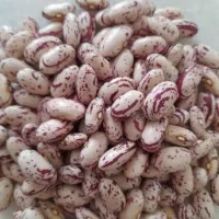 لوبیا چیتی درجه ۱ پاک شده درشت