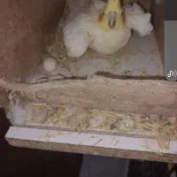 یک جفت عروس هلندی رو تخم|پرنده|شیروان (خراسان), |دیوار