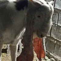 نری گلابی اصل چشم وسم سفید