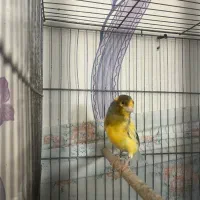 قناری بخون