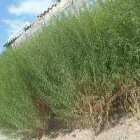 جارو|جاروبرقی، جارو شارژی، بخارشو|خوی, |دیوار