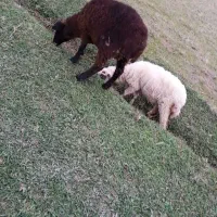 گوسفند نر و ماده معاوضه با اسب سر هم میدم