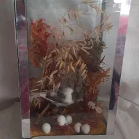 دکوری|پرنده|نهاوند, |دیوار