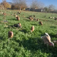 فروش  بوقلمون محلی  بربرون|حیوانات مزرعه|شاهین دژ, |دیوار