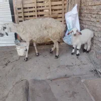 گوسفند بره دار|حیوانات مزرعه|گنبد کاووس, |دیوار