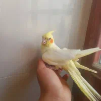 عروس هلندی ماده دستی و مولد