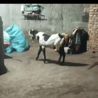 حیوانات مزرعه