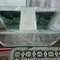 آکواریوم بزرگ|ماهی|قم, چهار مردان|دیوار