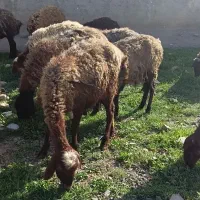 گوسفند شال جهت نگهداشت