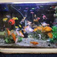 ماهی گلدفیش