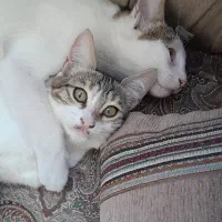 واگذاری سرپرستی گربه|گربه|اردبیل, |دیوار