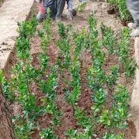 انجام امور باغبانی منازل و باغ و باغچه